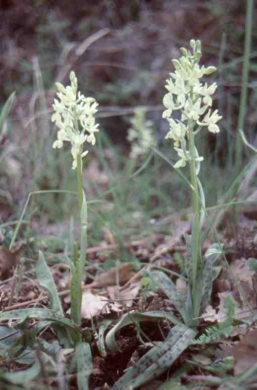 Orchis provicialis