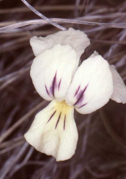 Nous avons également trouvé une fleur unique de Viola aethnensis aux couleurs jaune-clair