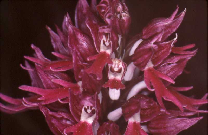 Orchis italica rubra