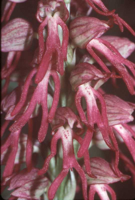 Aceras anthropophorum X  Orchis simia
