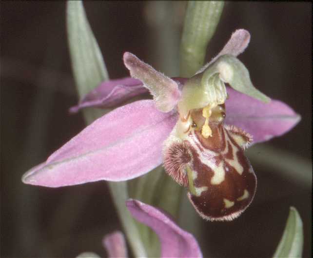 Ophrys apifera aurita 