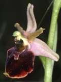 Ophrys holoserica x Ophrys sphegodes