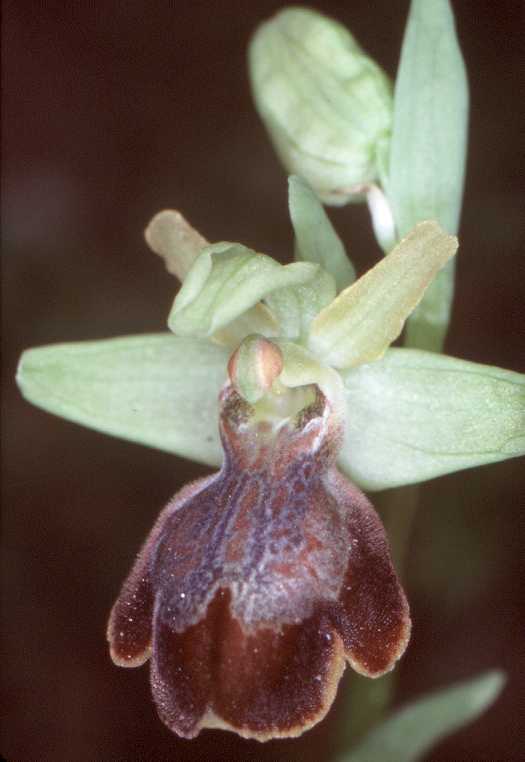 Ophrys fusca x Ophrys sphegodes