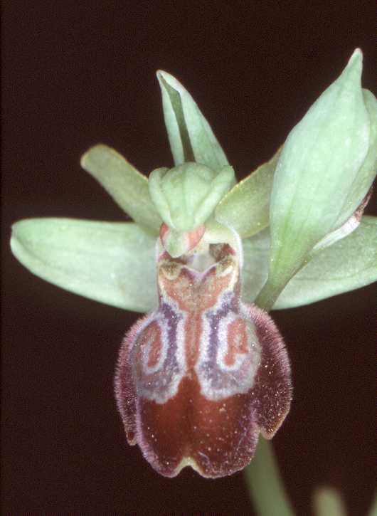 Ophrys fusca x Ophrys sphegodes