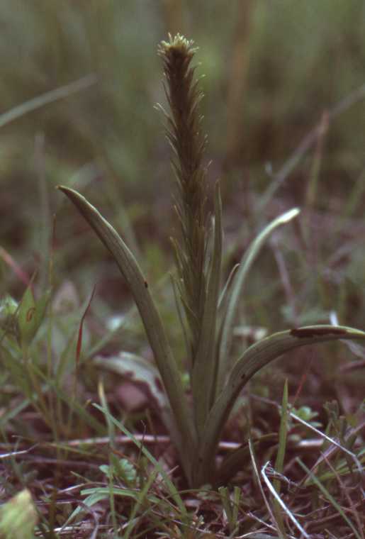 Gymnadenia conopsea