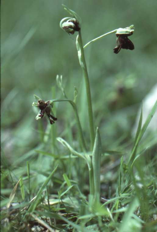 Ophrys incubacea 