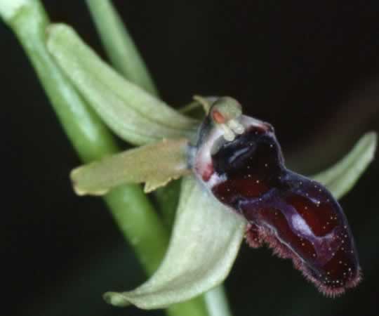 Ophrys incubacea 
