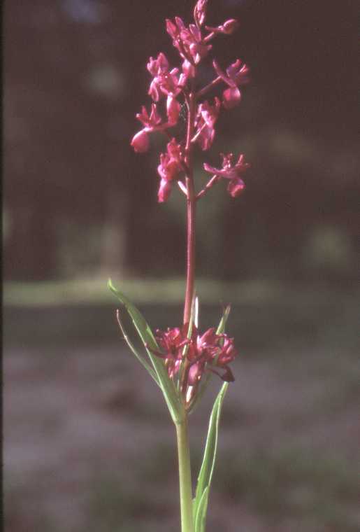 Orchis laxiflora