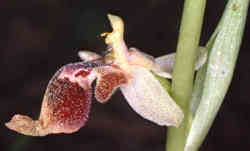Nahaufnahme von Ophrys isaura