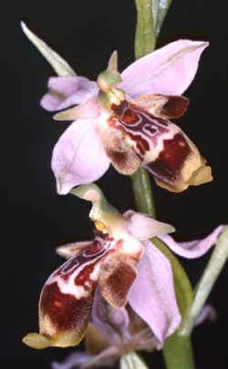 Nahaufnahme von Ophrys isaura