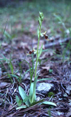 Habitusaufnahme von Ophrys isaura