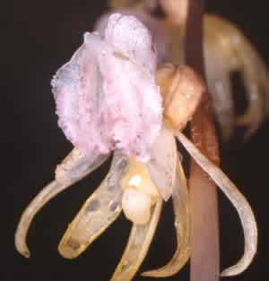 Epipogium aphyllum