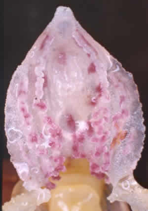 Epipogium aphyllum