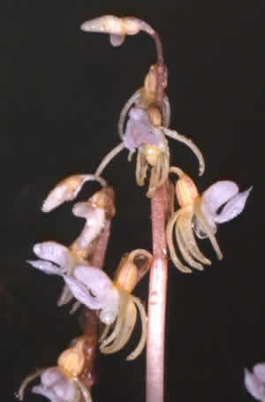 Epipogium aphyllum