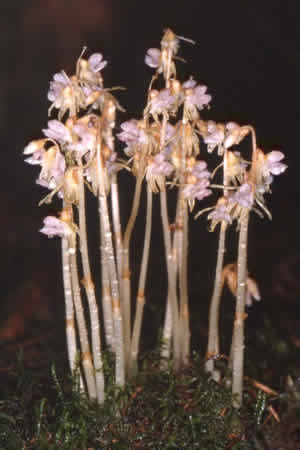 Epipogium aphyllum