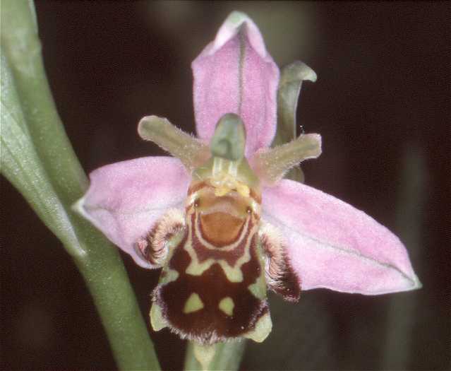Ophrys apifera aurita