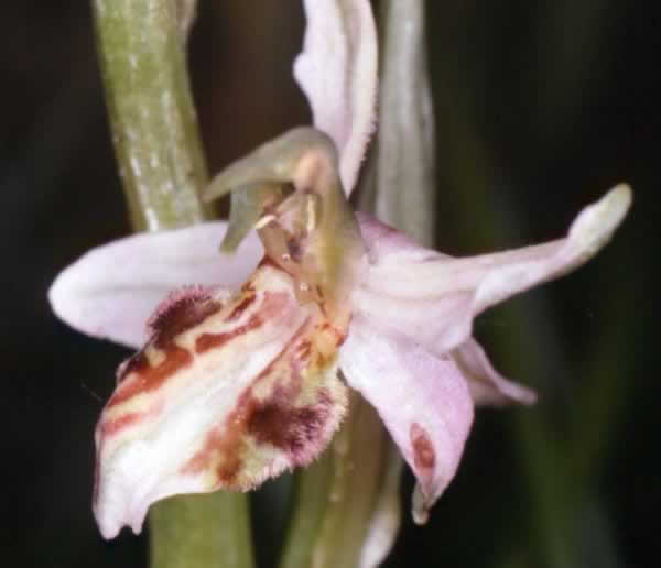 Ophrys apifera botteronii