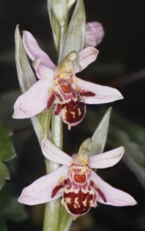Ophrys apifera botteronii
