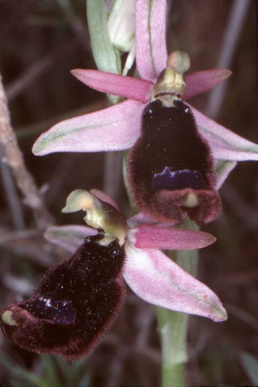Ophrys bertoloni