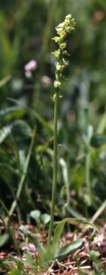 Herminium monorchis